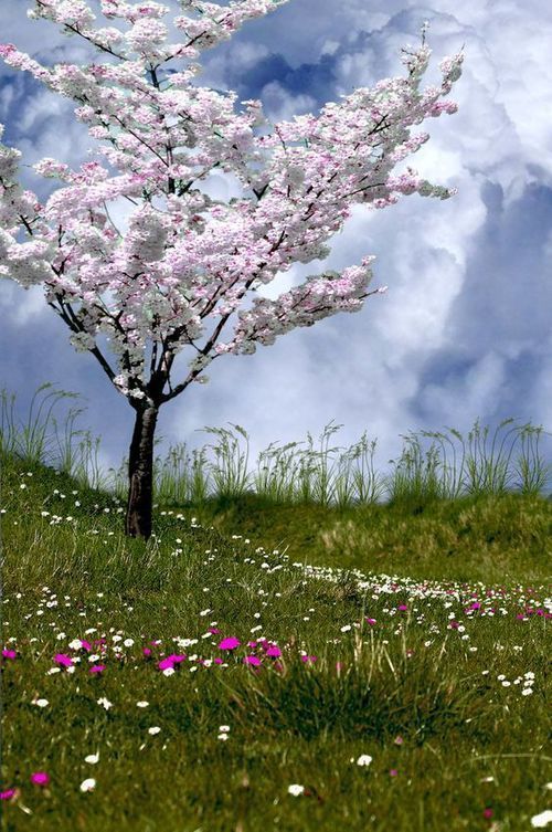 a tree in the middle of a grassy field with flowers on it and clouds overhead