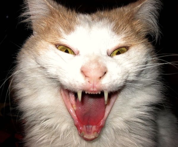 an orange and white cat with it's mouth open showing its teeth are wide open