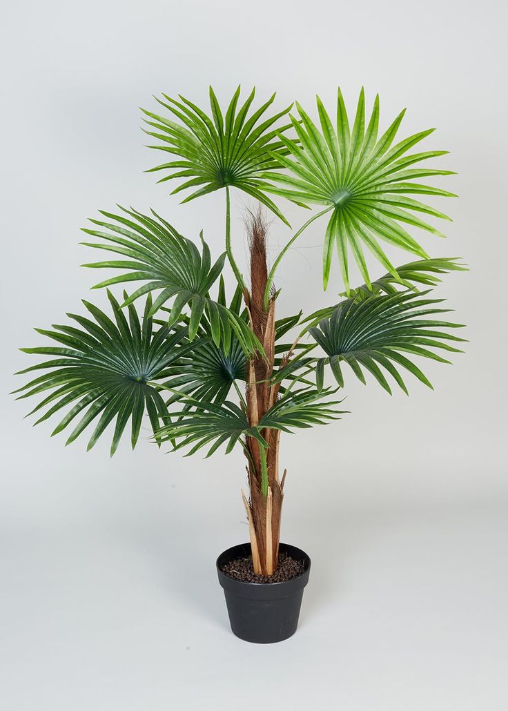 a palm tree in a black pot on a white background