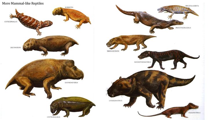 an image of some animals that are in different positions and sizes on a white background