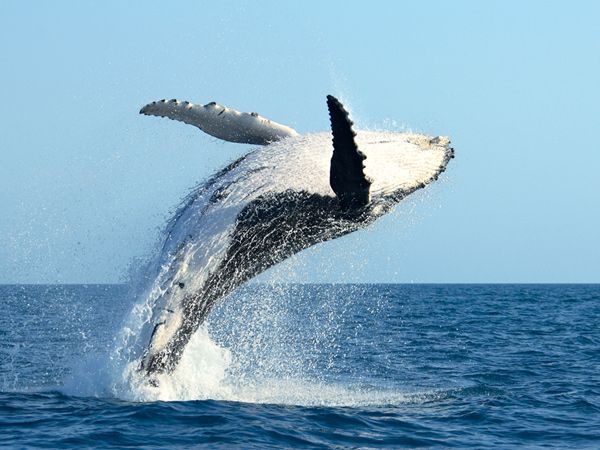 a humpback whale jumping out of the water