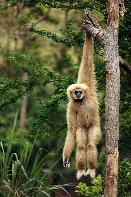 a monkey hanging upside down from a tree