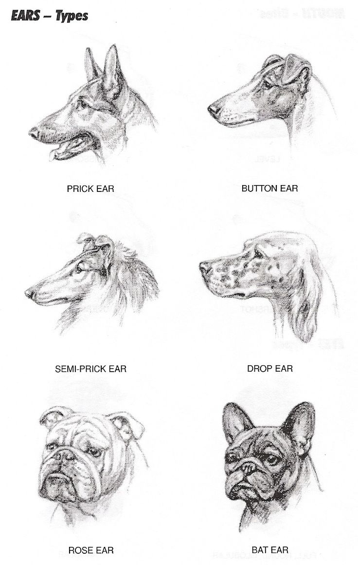 the different types of dogs that are in this drawing book, which shows them's features