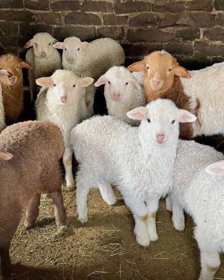 a herd of sheep standing next to each other on top of a pile of hay