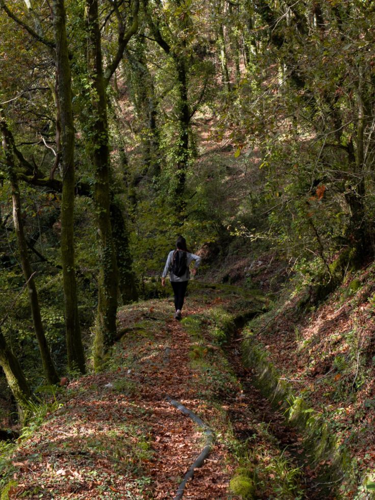 a person walking down a path in the woods