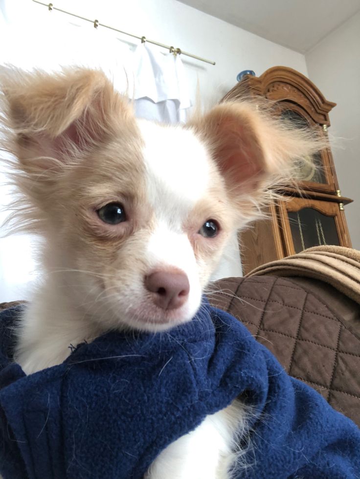 a small white and brown dog sitting on top of a couch