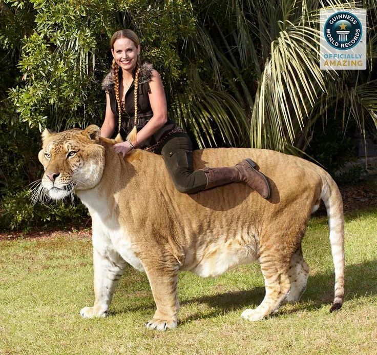 a woman riding on the back of a large animal in a field next to trees