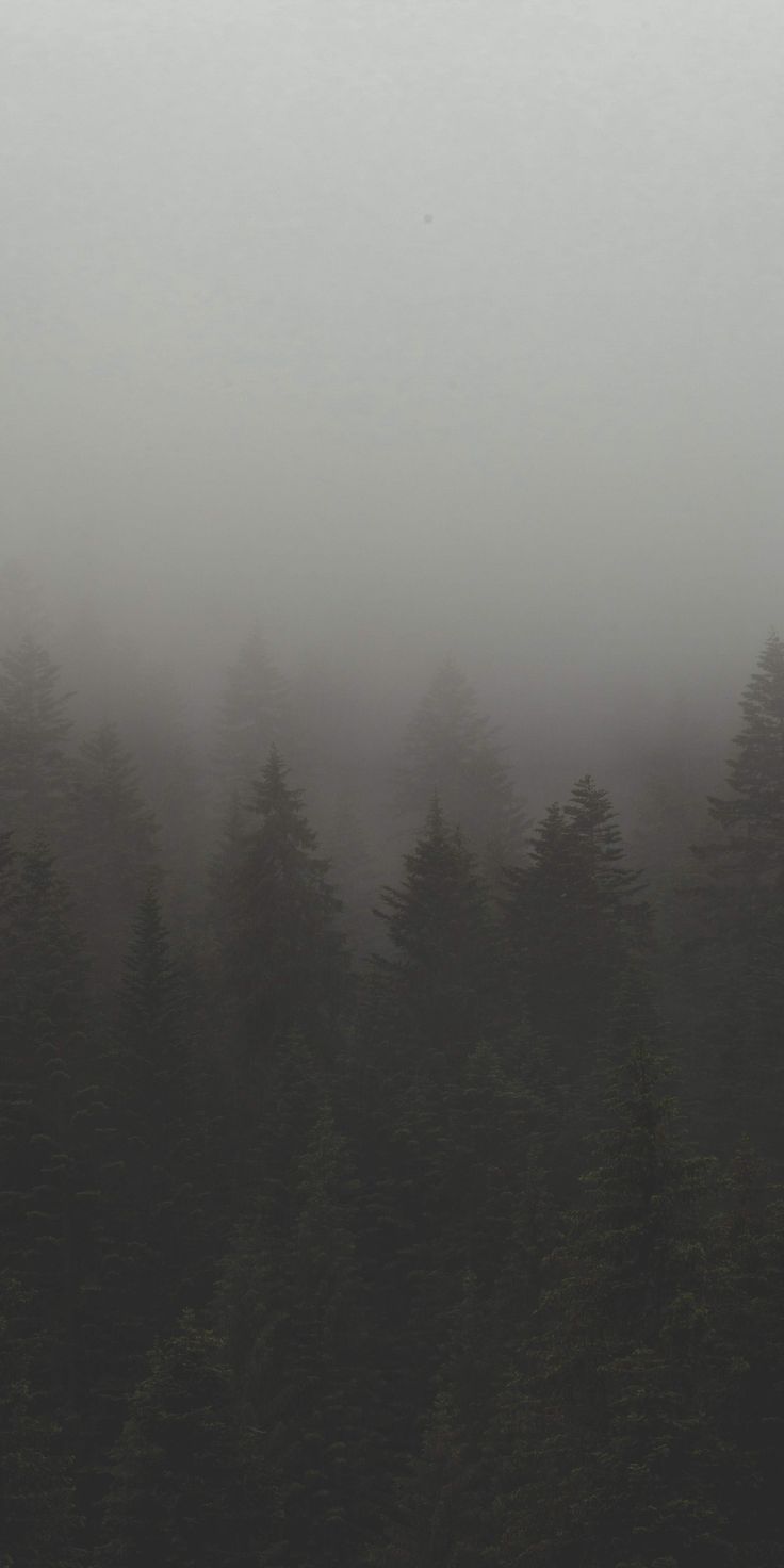 a foggy forest filled with lots of tall pine trees on top of a hill