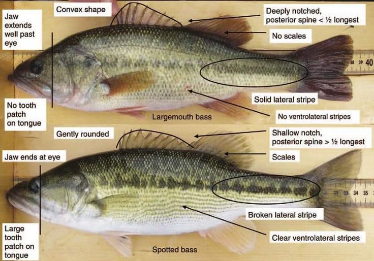 three different types of fish on a wooden surface with labels describing the names and features