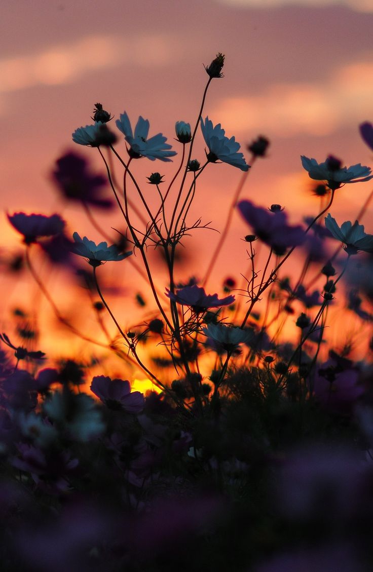 the sun is setting behind some purple and white flowers in front of an orange sky