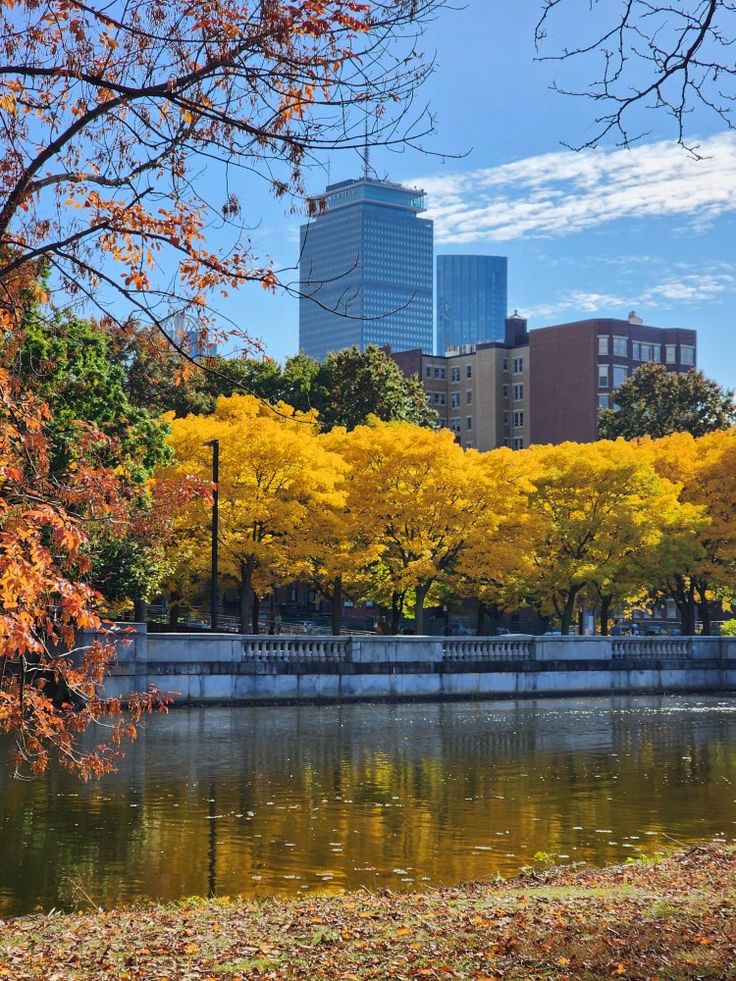 trees with yellow leaves are in the foreground and buildings on the other side of a lake