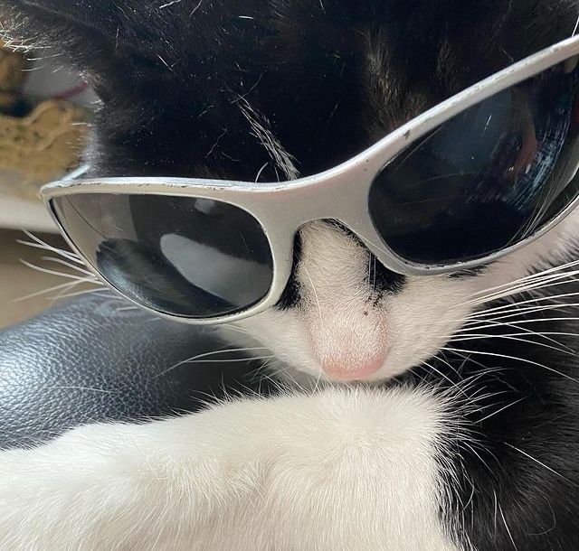 a black and white cat with sunglasses on it's face