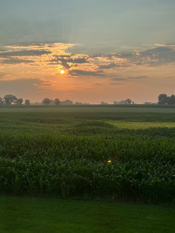 the sun is setting over a corn field