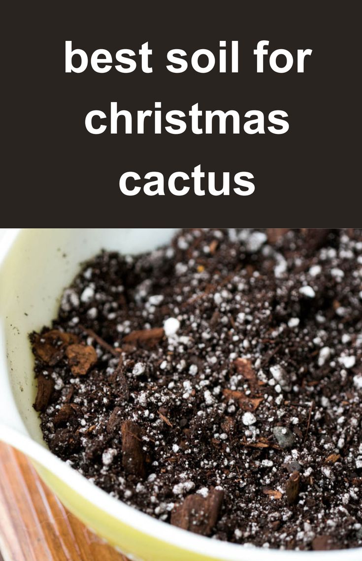 Christmas cactus soil mix Potting Mix Recipe, Soil Recipe, Thanksgiving Cactus, Orchid Bark, Christmas Cactus, Green Garden, Garden Cottage, Potting Soil, Best Christmas