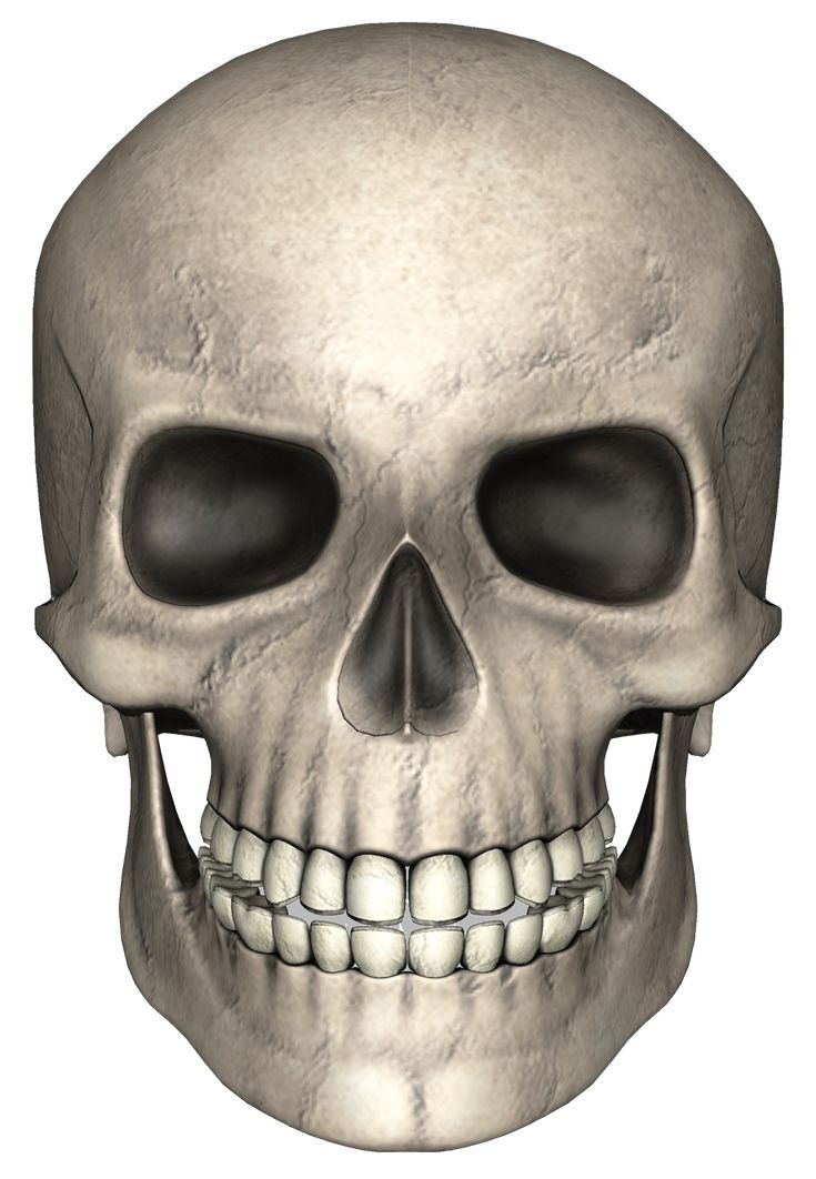 an image of a human skull with teeth