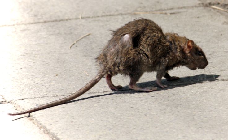 a small rodent walking across the street