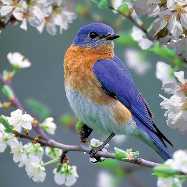 a blue bird sitting on top of a tree branch with white flowers in the background