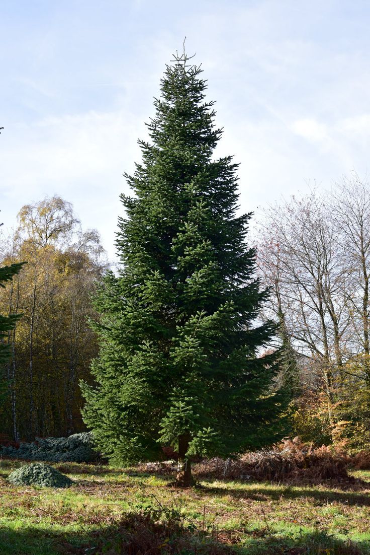 an evergreen tree stands in the middle of a grassy area with trees and shrubs around it