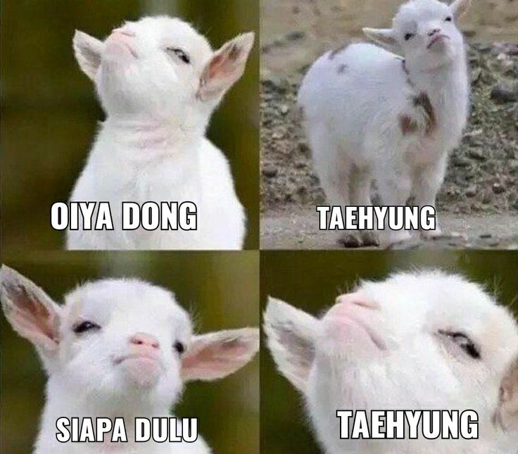 four pictures of different goats with captioning in the middle one says, oya dong tae duu