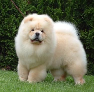 a fluffy white dog standing in the grass