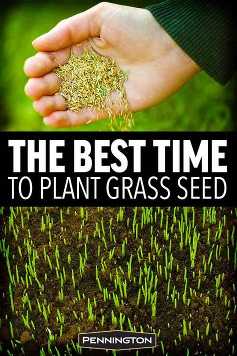 the best time to plant grass seed