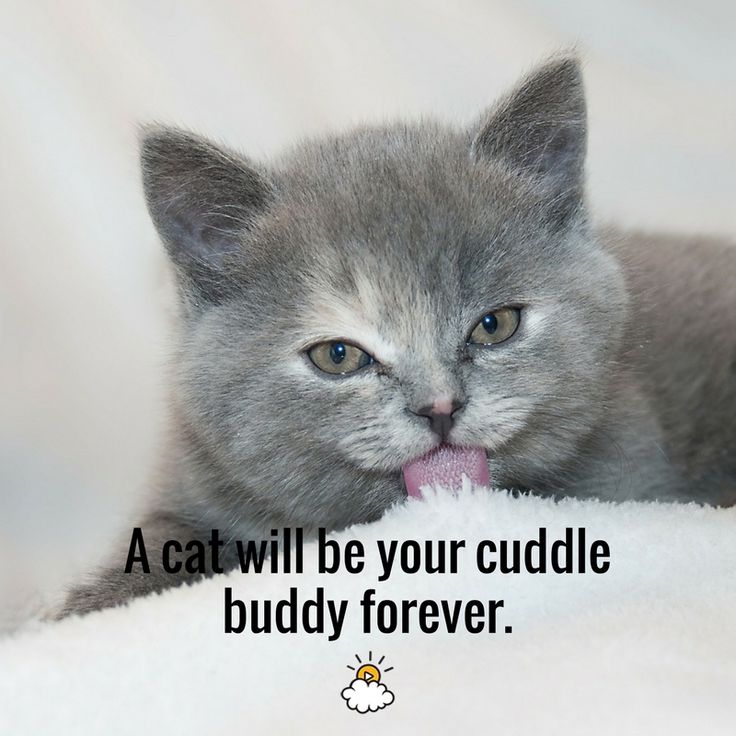 a small gray kitten laying on top of a white blanket with its tongue hanging out