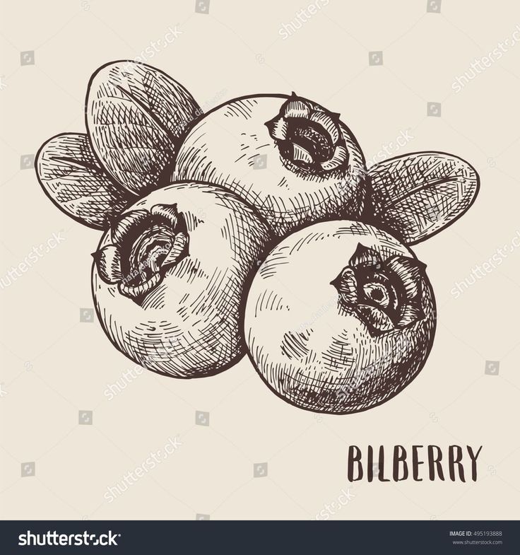 three blueberrys with leaves on the top hand drawn in black and white ink