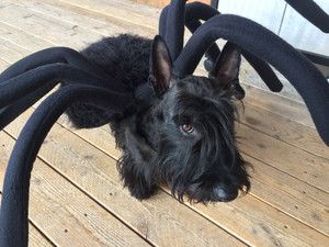 a black dog laying on top of a wooden floor next to a large spider web