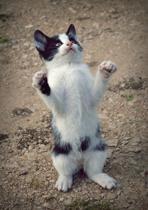 a black and white cat standing on its hind legs with it's paws up