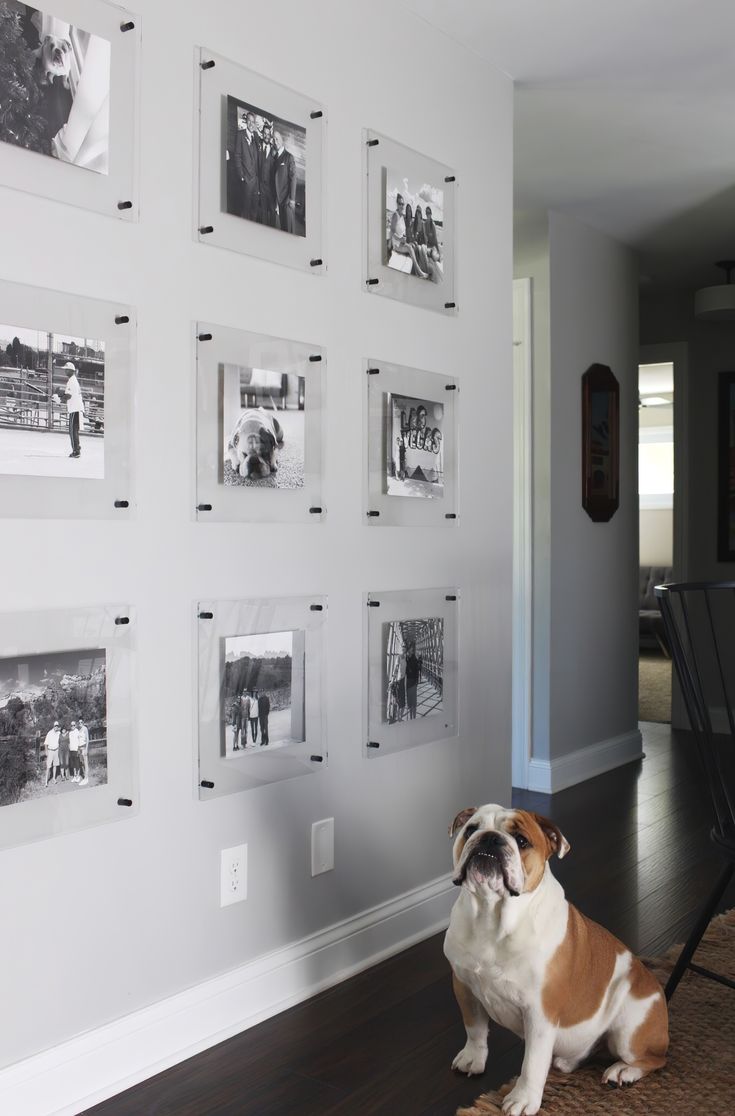 a bulldog sitting on the floor in front of some pictures