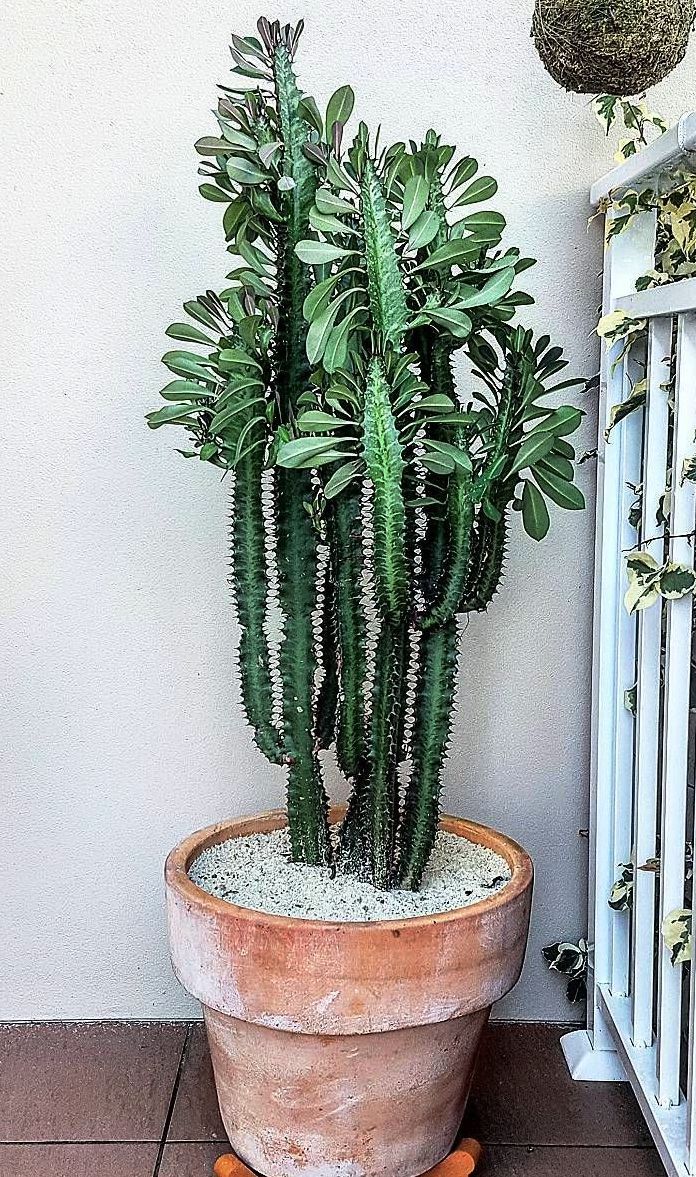 a large potted plant sitting on top of a wooden stand next to a wall