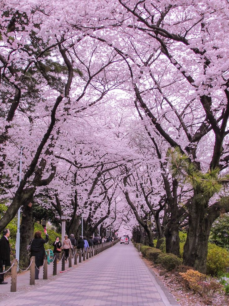 people are walking down the sidewalk under cherry blossom trees