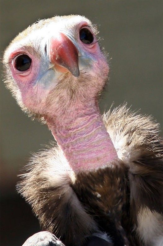 an ostrich is looking at the camera while it's feathers are pink and white