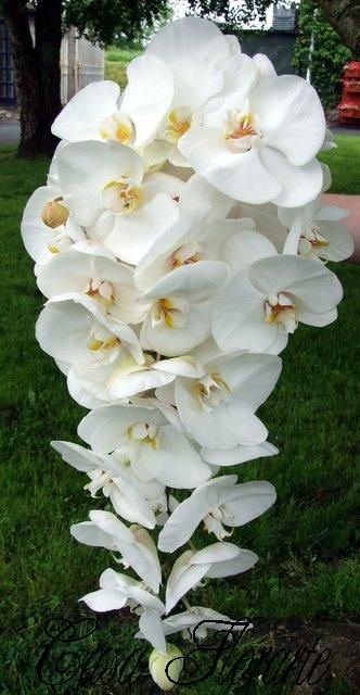 white orchids are blooming in the grass near a person's footpath