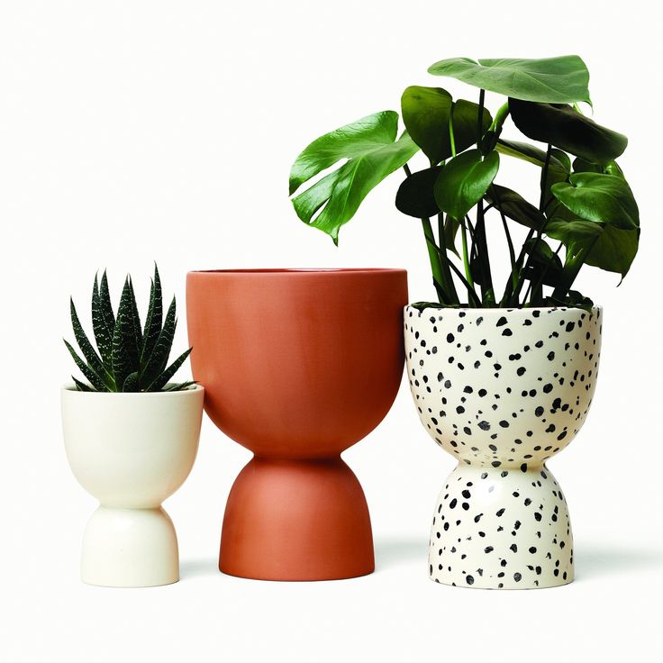 three pots with plants in them sitting next to each other