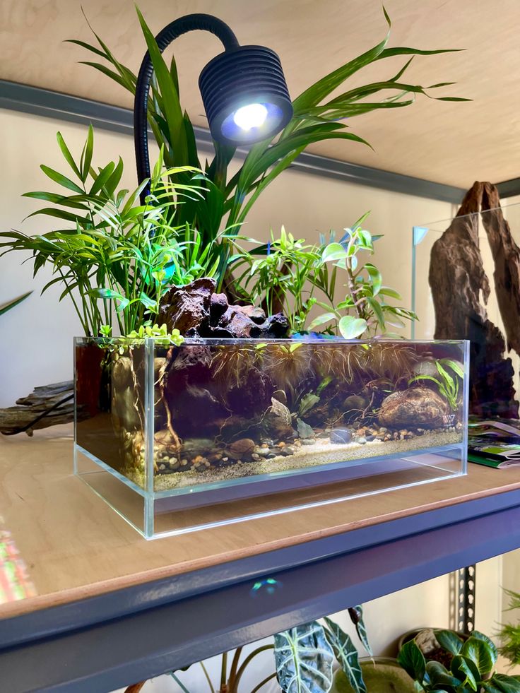 an aquarium with plants and rocks in it on top of a wooden table next to a lamp