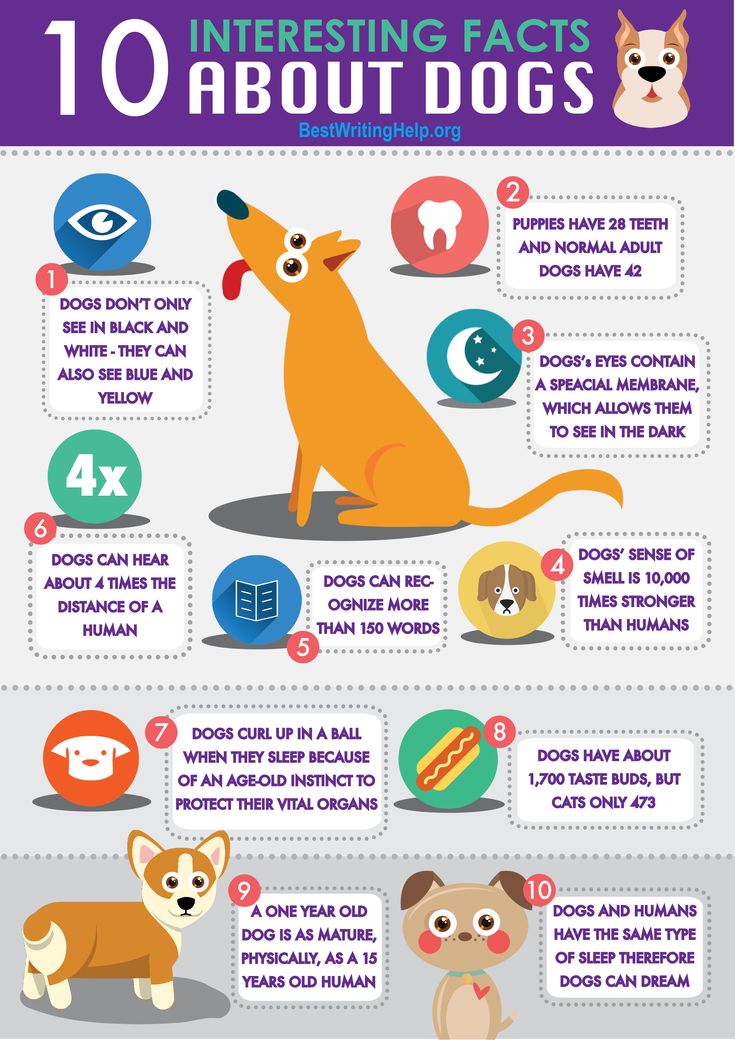 the top ten interesting things about dogs