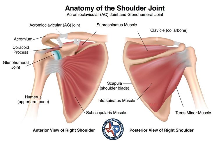 The shoulder is a ball-and-socket joint, which allows for a wide range of movement. Description from osmifw.com. I searched for this on bing.com/images Torn Rotator Cuff Symptoms, Supraspinatus Muscle, Infraspinatus Muscle, Muscle Diagram, Shoulder Anatomy, Rotator Cuff Exercises, Shoulder Pain Exercises, K Tape, Shoulder Problem