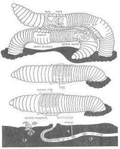 the diagram shows different stages of an insect's life cycle, including its long legs and