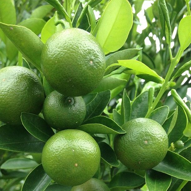 limes are growing on the tree and ready to be picked