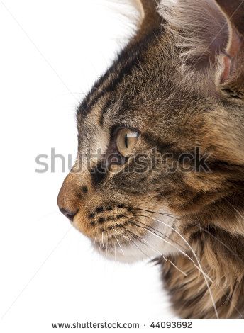 a close up view of a cat's face, looking at something in the distance