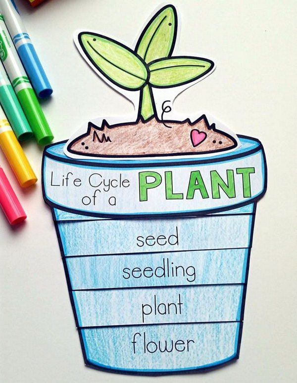 an image of a plant growing out of a pot with the words life cycle on it