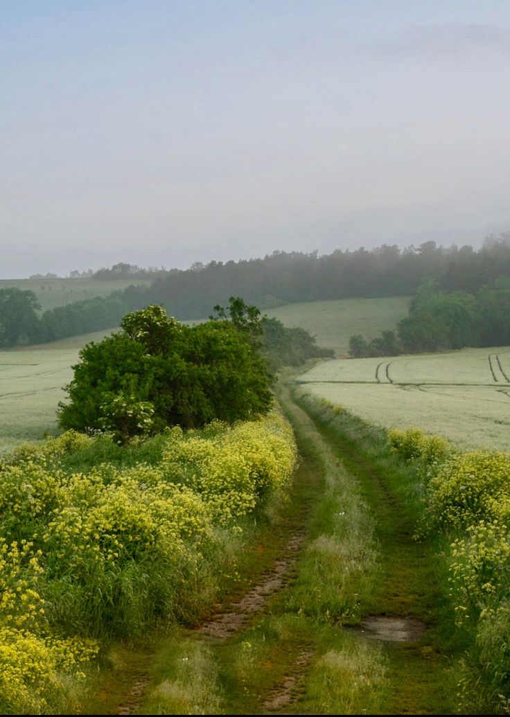 a dirt road in the middle of a field with yellow flowers and trees on both sides