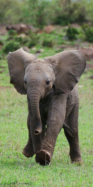 an elephant is walking through the grass