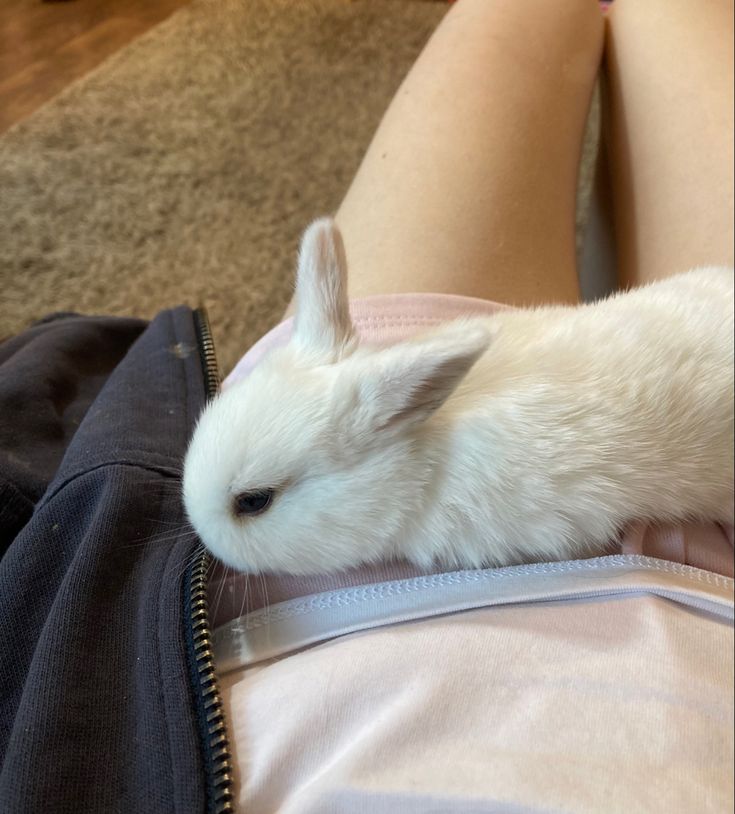 a small white rabbit is sitting in someone's lap