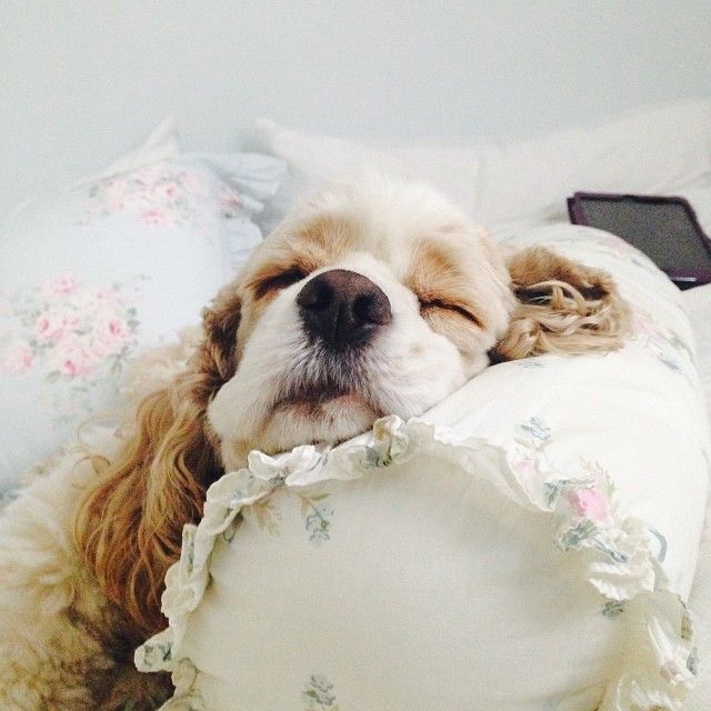 a dog laying on top of a bed next to pillows