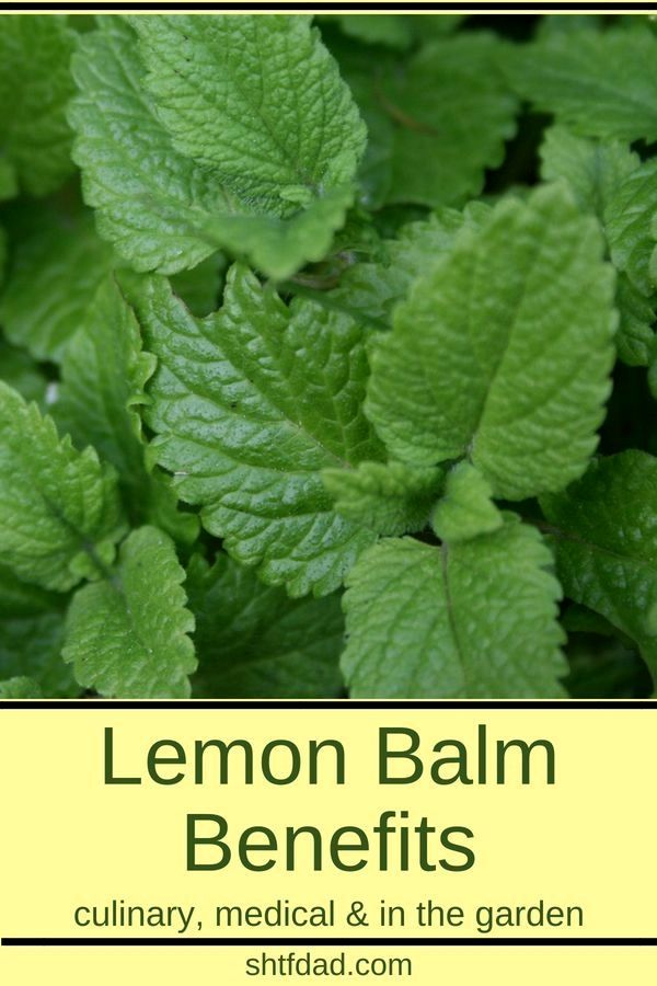 lemon balm benefits in the garden and how to use it for natural remedishments