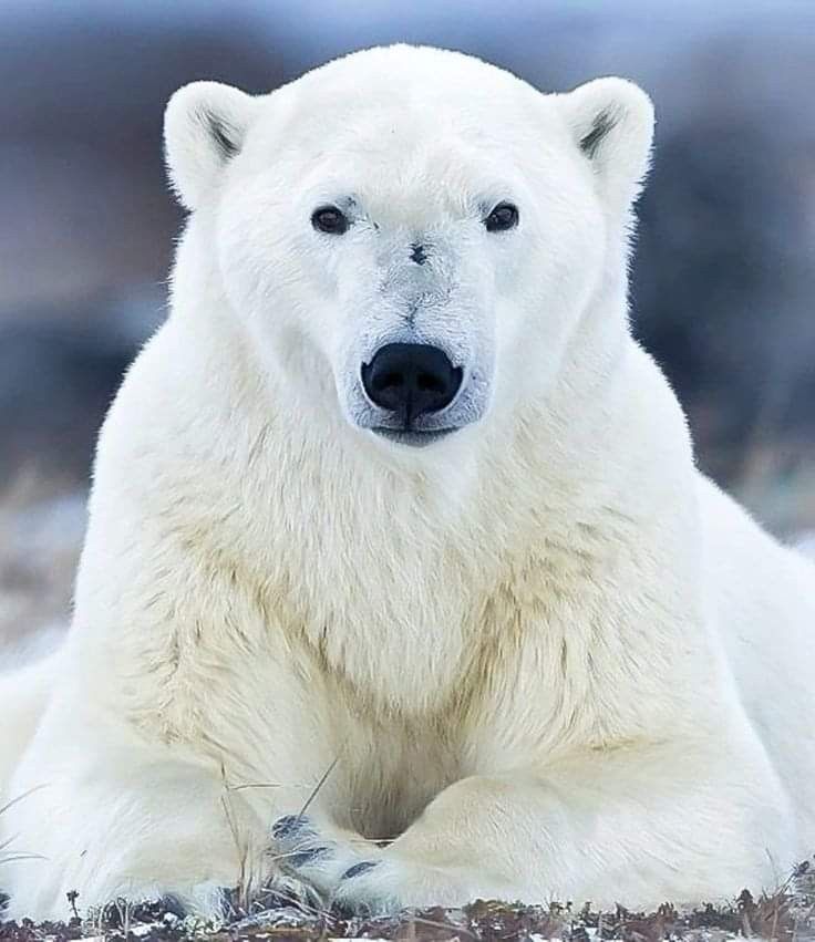 a polar bear is laying down on the ground and looking at the camera with an intense look