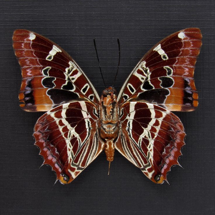 a large butterfly sitting on top of a black surface