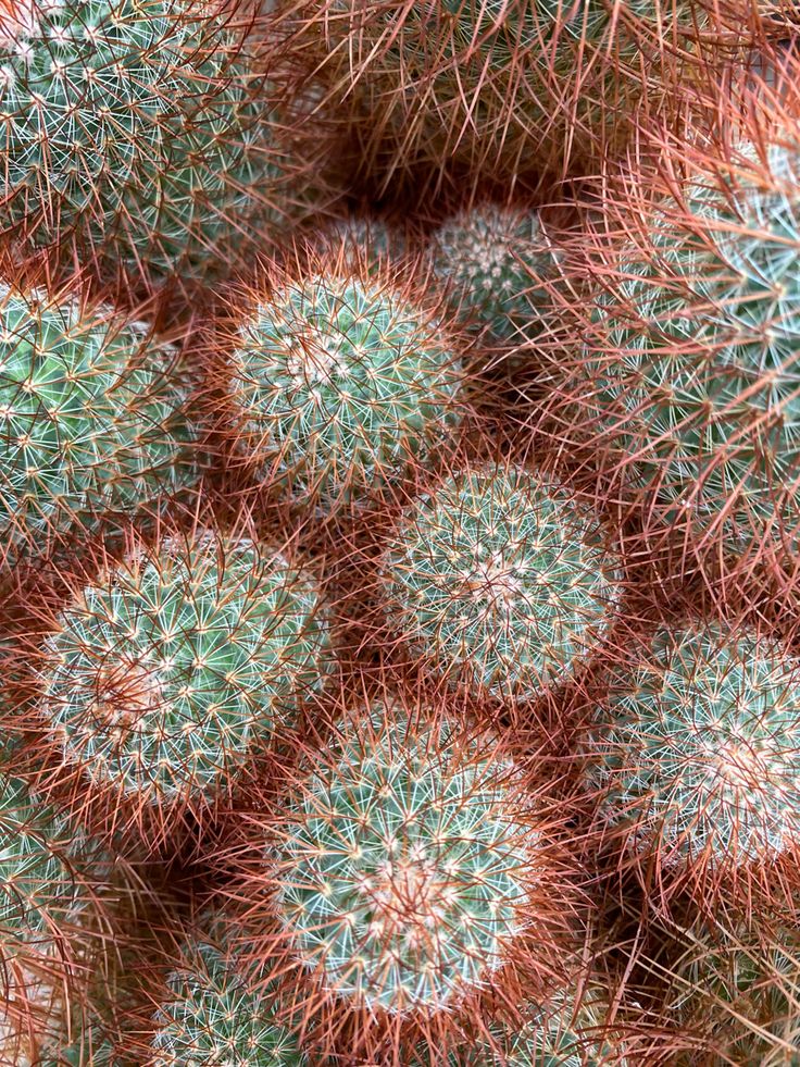 many green and red cactus plants with small round holes in the top right hand corner